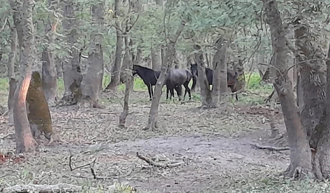 Apel pentru salvarea cailor sălbăticiți din Delta Dunării: cai slabi, pe moarte