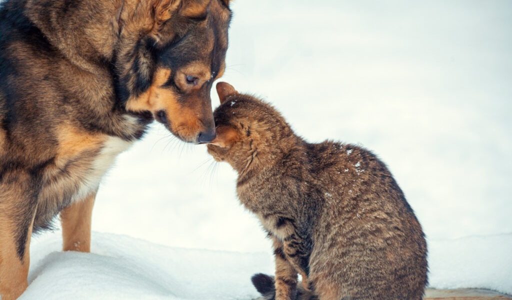 caine-pisica-frig-iarna-zapada.jpg - PressHub24