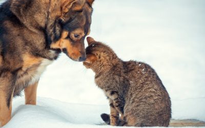 caine-pisica-frig-iarna-zapada.jpg - PressHub24