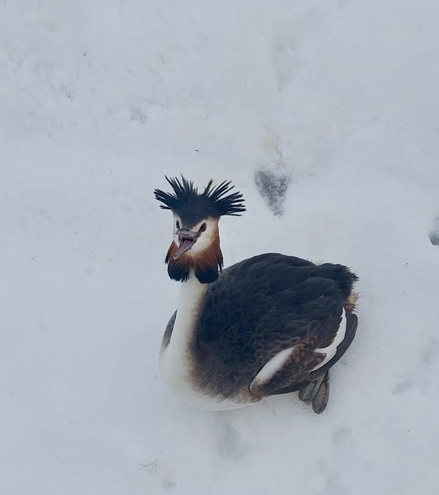 Polițistul local salvează un corcodel protejat din Delta Văcărești