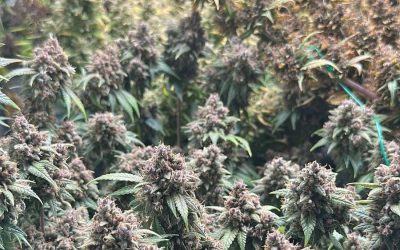 cultura-canabis3.jpeg - PressHub24