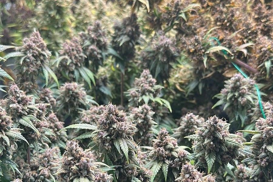 cultura-canabis3.jpeg - PressHub24