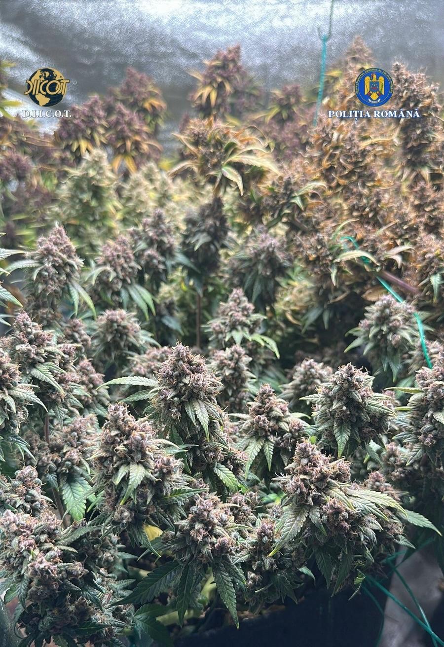 Guvernul adoptă joi noile reglementări pentru plantele și substanțele stupefiante