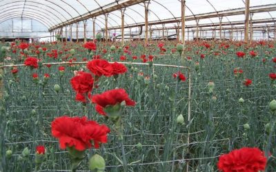 flori-garoafe-yalova.jpg - PressHub24