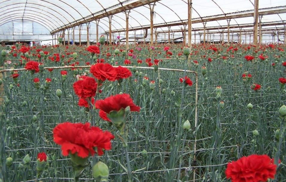 Turcia a exportat 75 milioane flori de Ziua Îndrăgostiților; garoafele roșii, preferate