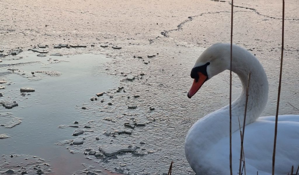 lacul-tabacarie-constanta-inghetat-parc-frig-ger-iarna-lebada.jpeg - PressHub24
