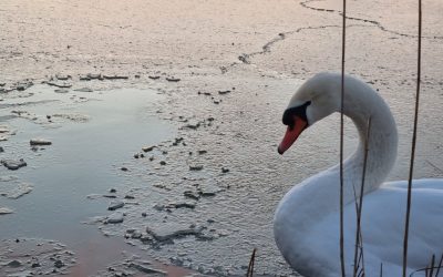 lacul-tabacarie-constanta-inghetat-parc-frig-ger-iarna-lebada.jpeg - PressHub24