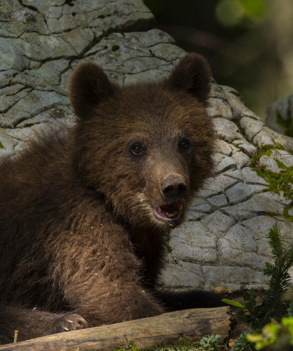 Urșii de la ZOO Târgu Mureș indică întârzierea primăverii, conform tradiției populare