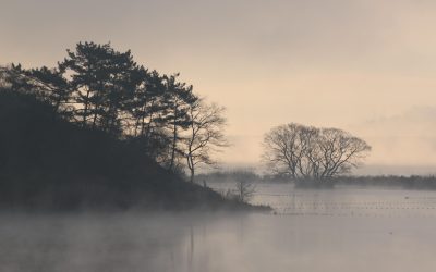 spinelee-bog-7426469_1280.jpg - PressHub24