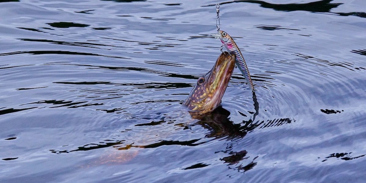 stiuca-.jpeg - PressHub24