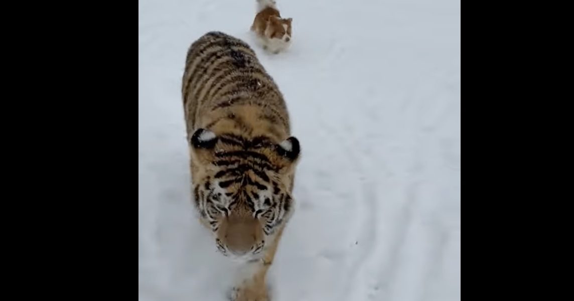 tigru-siberian.jpg - PressHub24