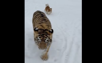 tigru-siberian.jpg - PressHub24