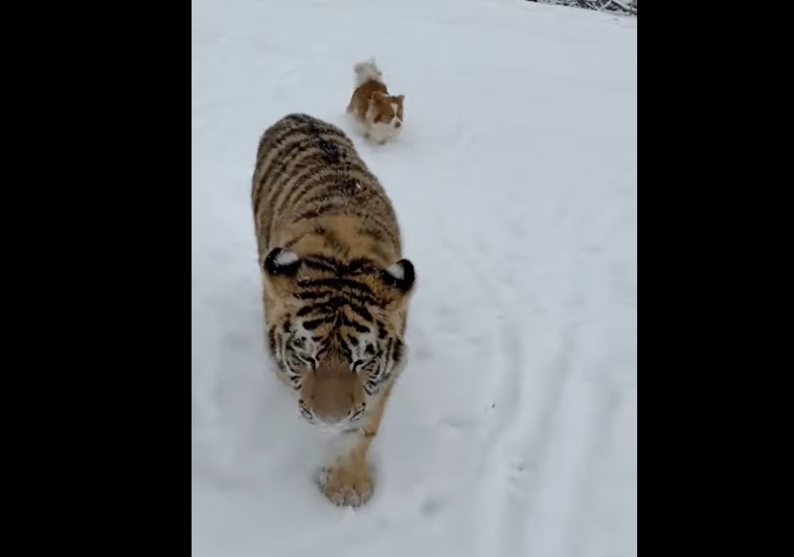 Tigru siberian liber într-o curte din Dâmbovița, menajerie ilegală prezentată pe TikTok