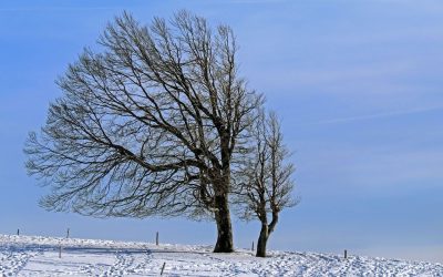 winter-landscape-g7a608bfff_1280.jpg - PressHub24