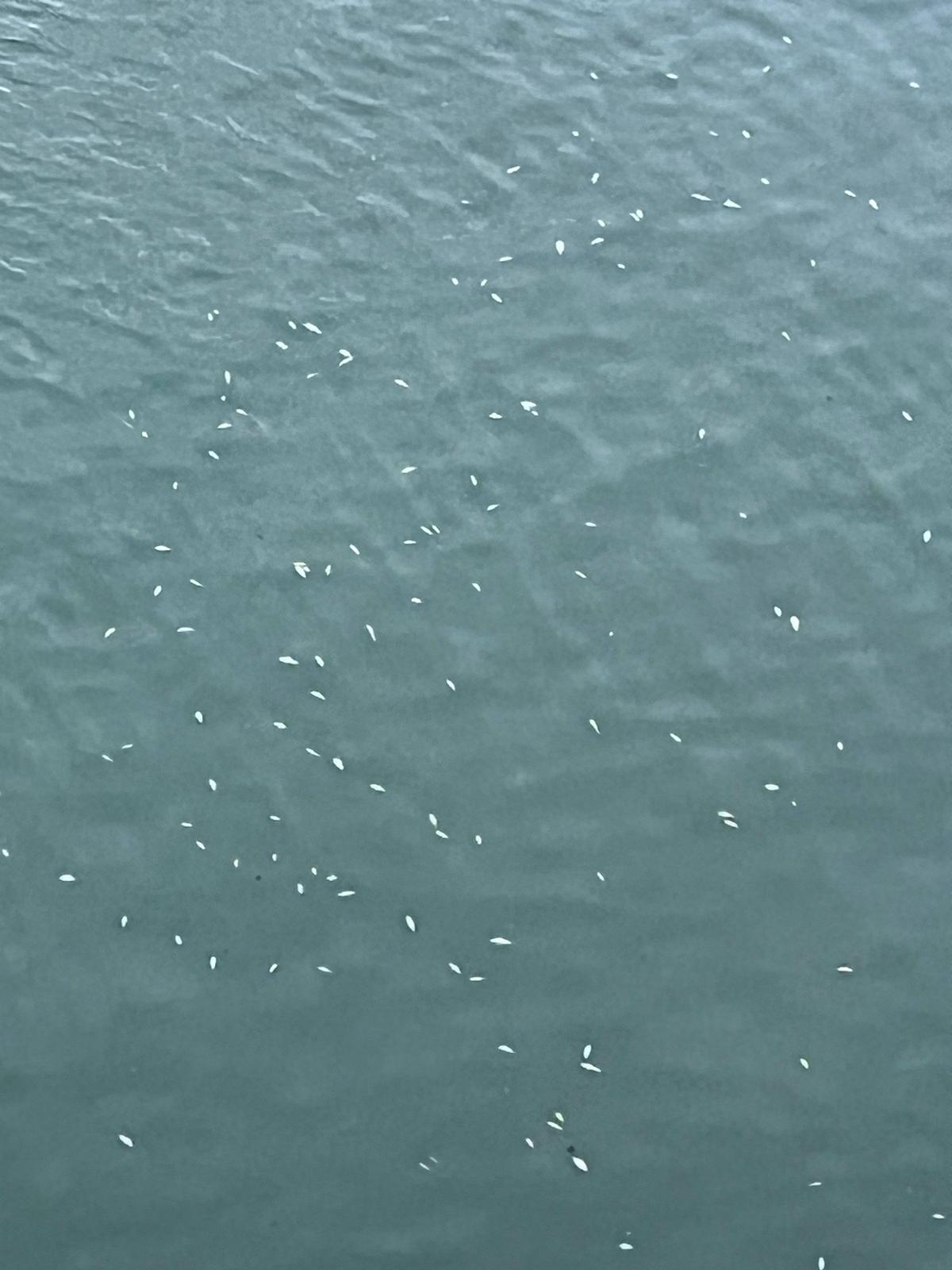 Pești morți pe Bistrița: DSVSA a recoltat probe, audio