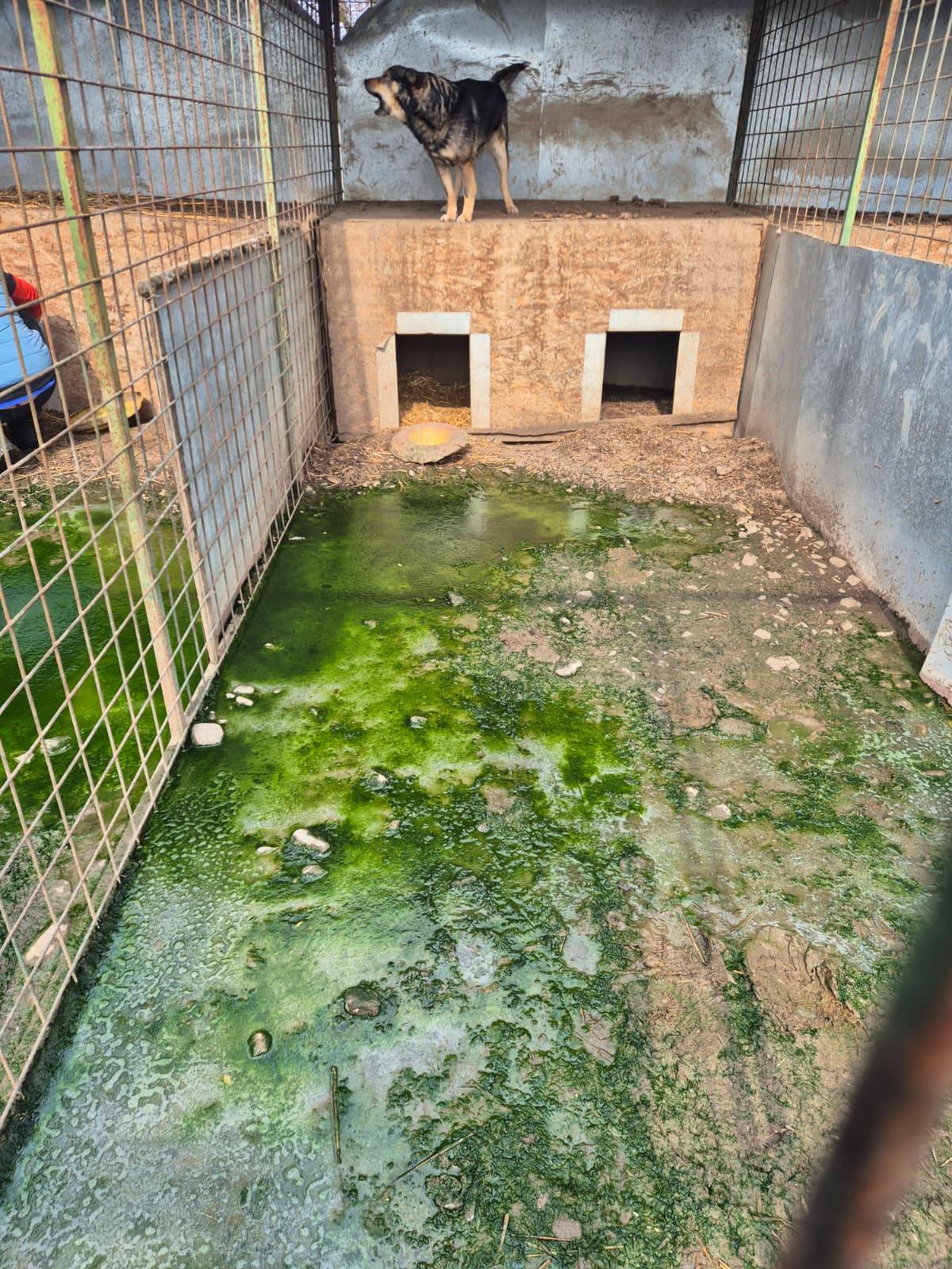 Giurgiu: Adăpost de animale închis, anchetă penală pentru uciderea câinilor. Galerie foto