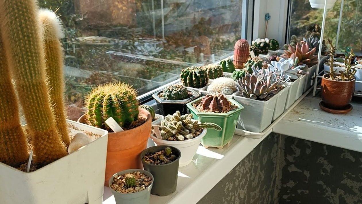 De ce gospodinele folosesc oțet pe balcon primăvara și vara