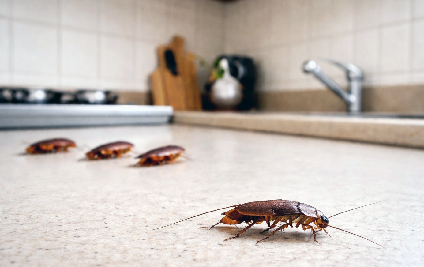 Aparatul electrocasnic din bucătărie folosit zilnic și plin de gândaci