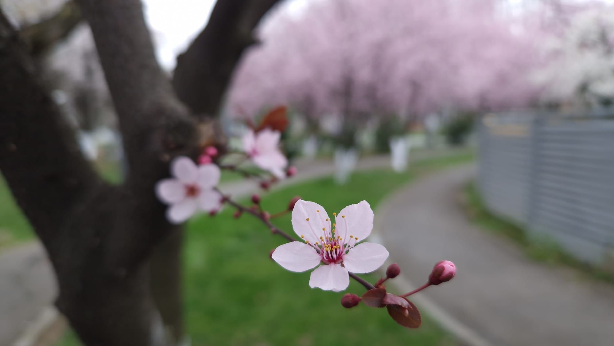 Cum va fi vremea în martie. Meteorologii anunță surprizele primei luni de primăvară