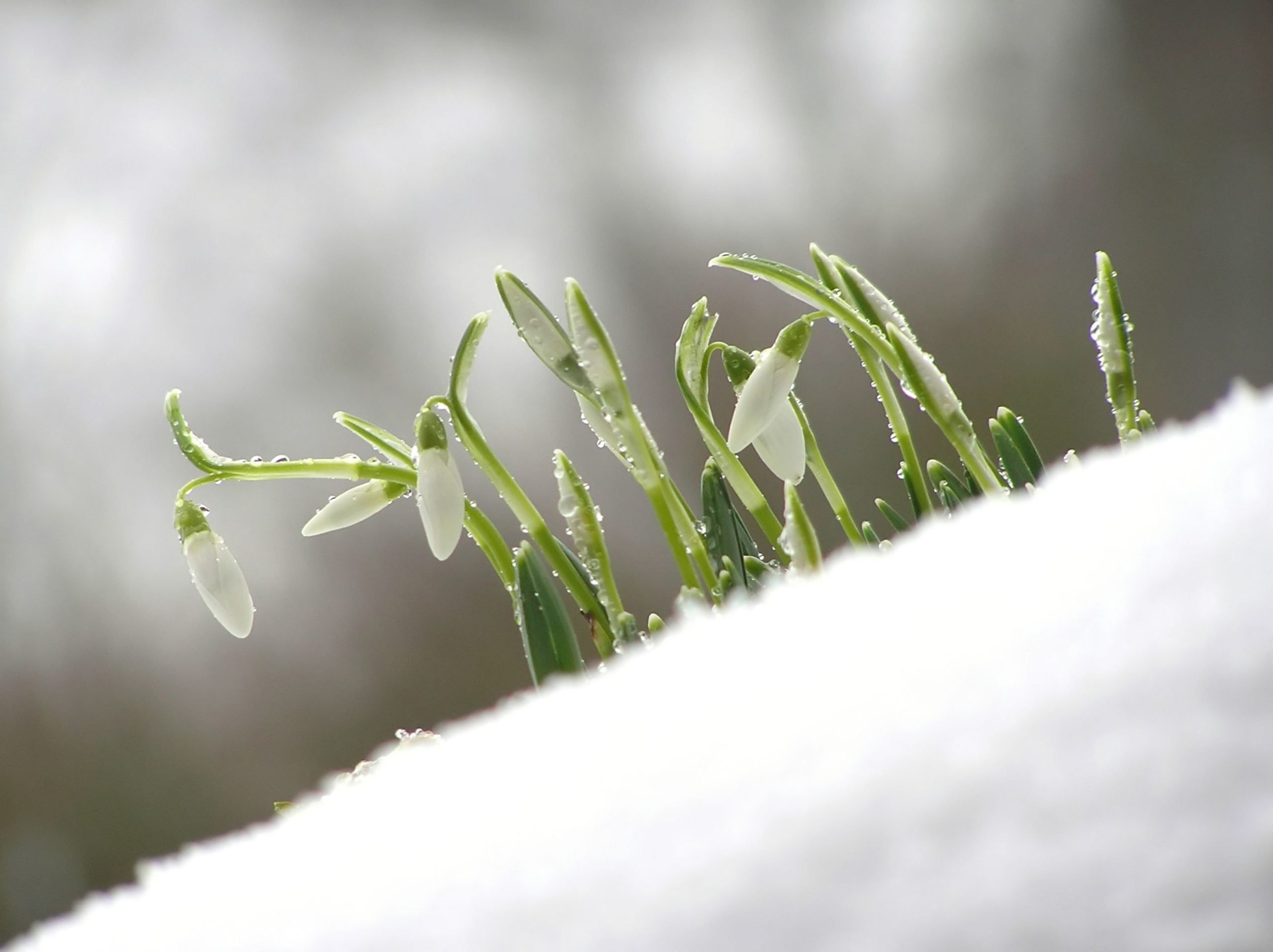 Primele zile de martie, între temperaturi de -25 de grade și vreme „de tricou” – Care sunt recordurile meteo ale începutului de primăvară