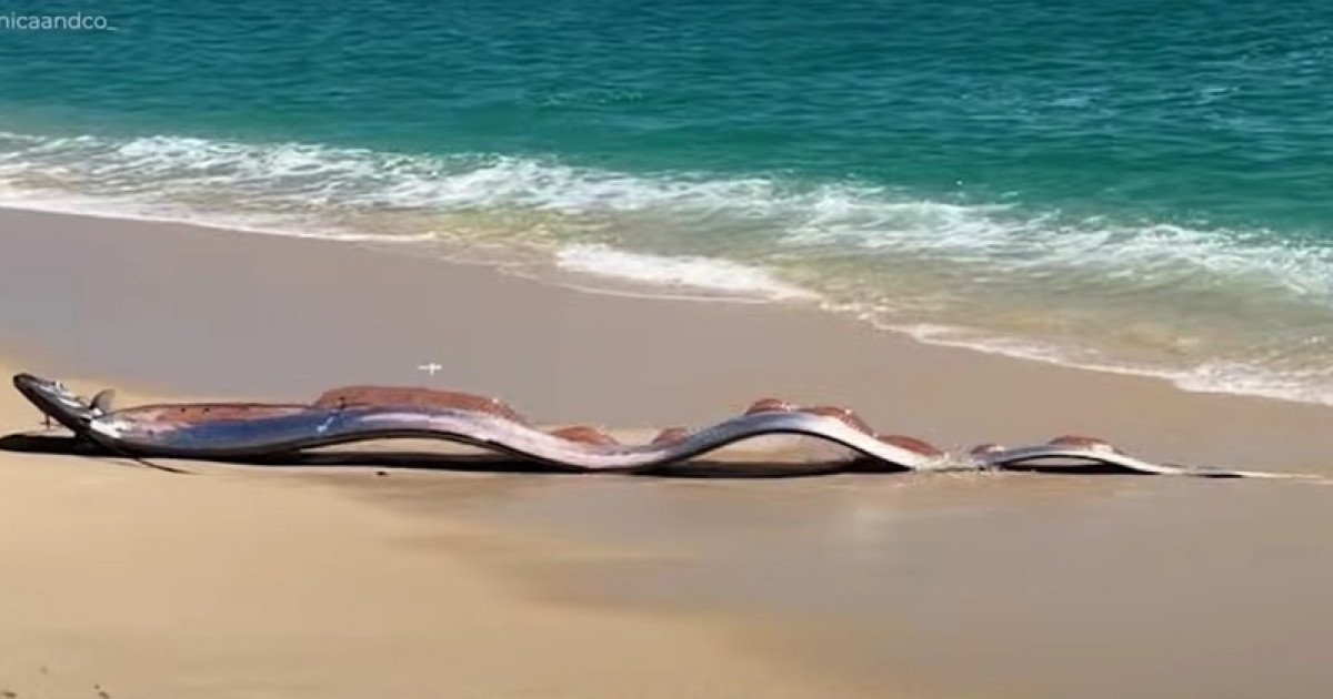 Pești „apocalipsei”, descoperiți pe o plajă mexicană: Misterul din spatele numelui