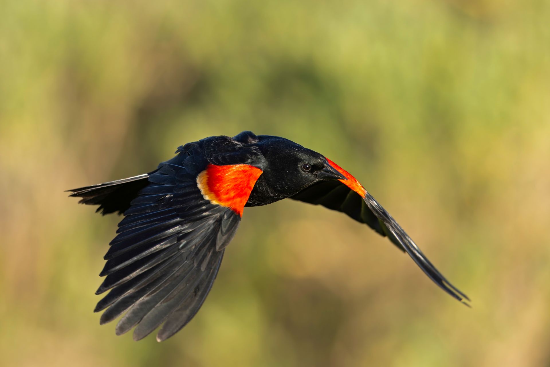 Păsările dispar Rapid: Trei zone critice, afectate de criza biodiversității