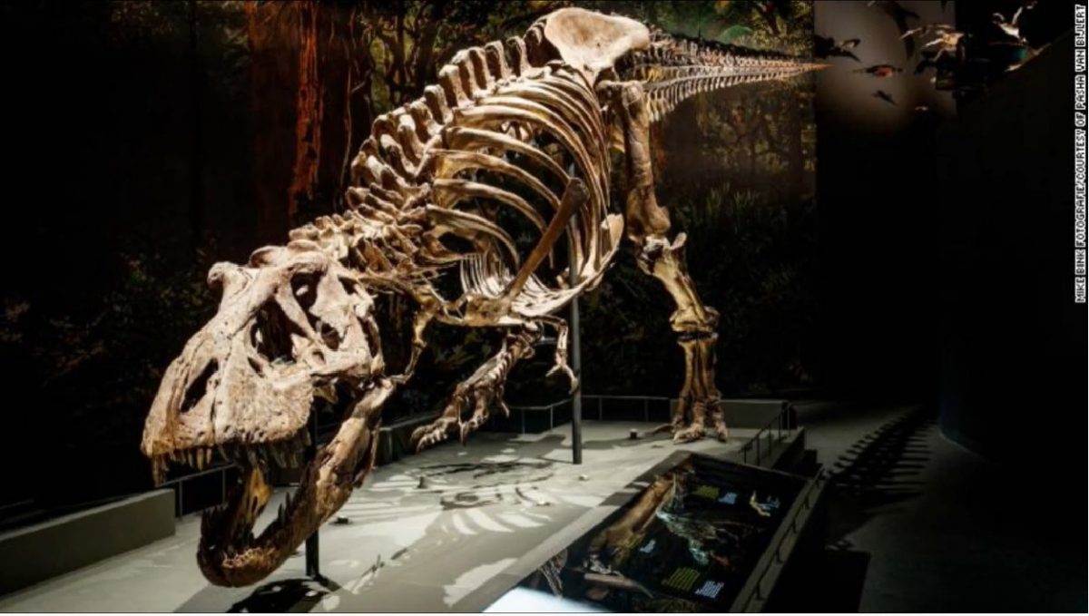 O tibie gigant descoperită în New Mexico: Ruda lui T-rex, dezvăluită