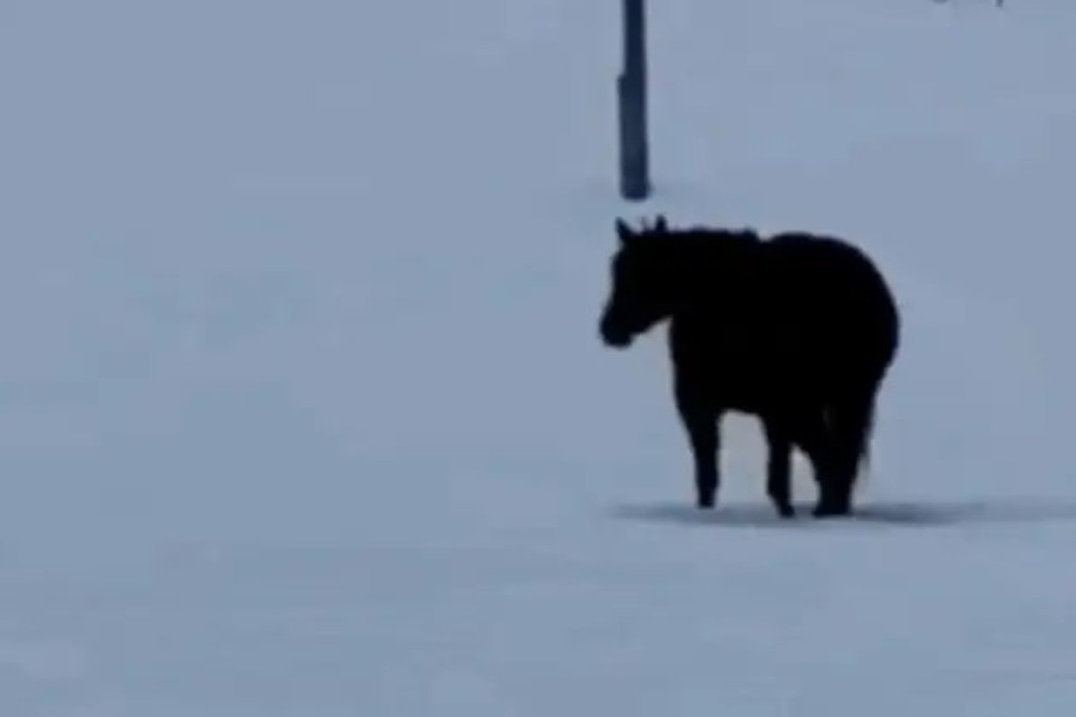 Video viral: Ce direcție ia calul? Internauții, dezbateri aprinse despre iluzie optică