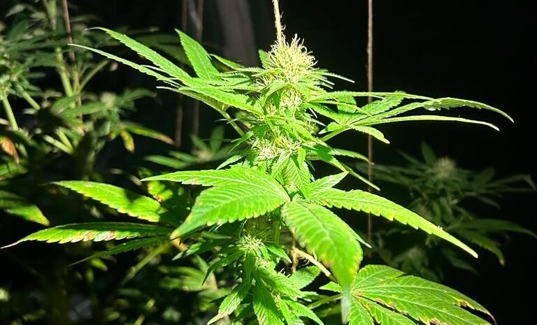 Canabisul, beneficii minime în majoritatea afecțiunilor psihice, arată o analiză