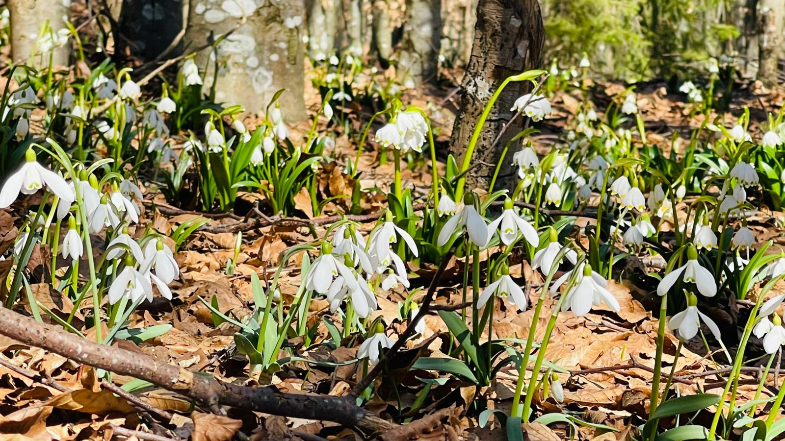 Ghiocei înfloriți pe un traseu uitat din Munții Trascăului