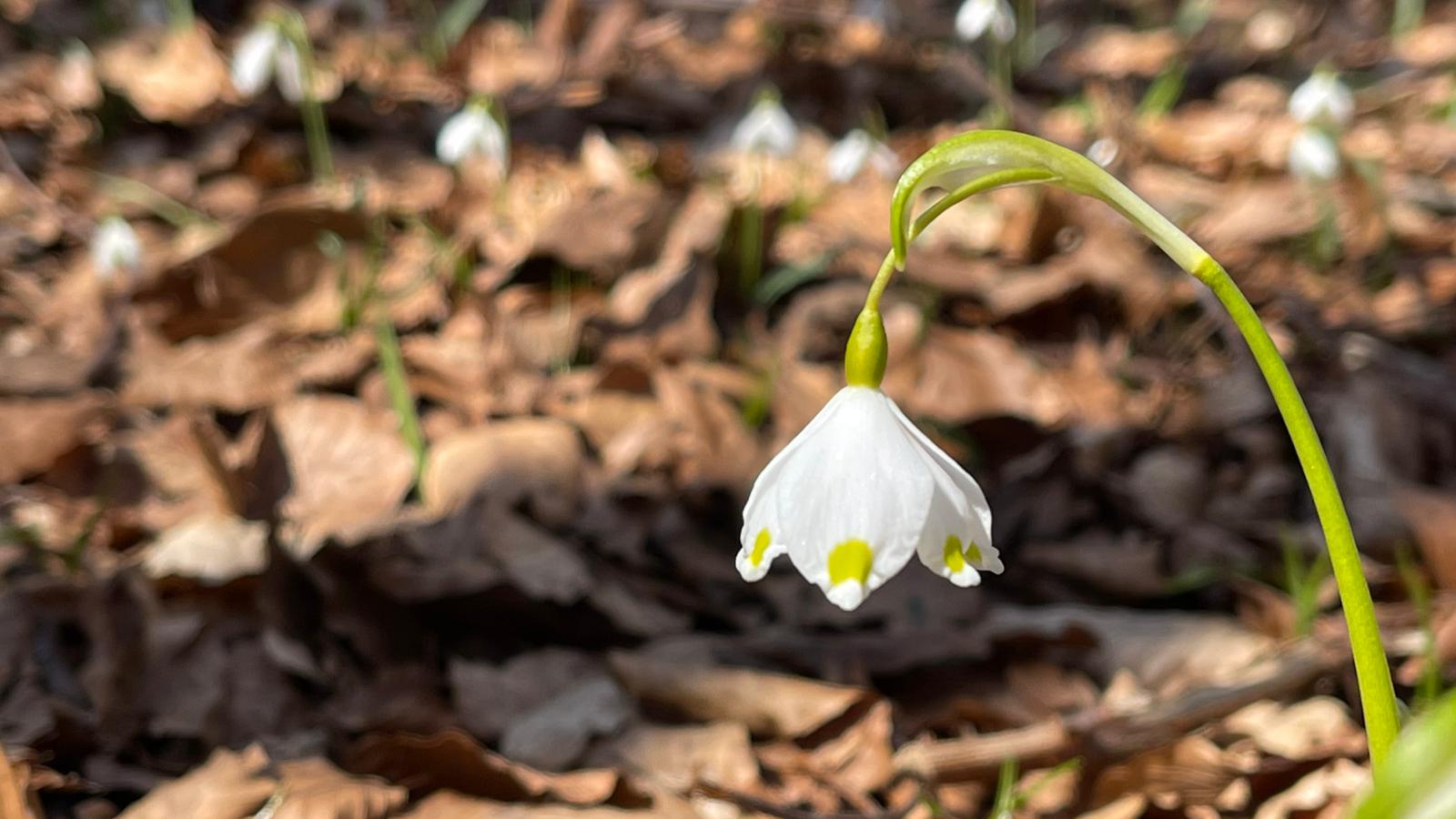 Prognoza ANM: Ploaie trecătoare și vânt moderat în București până marți