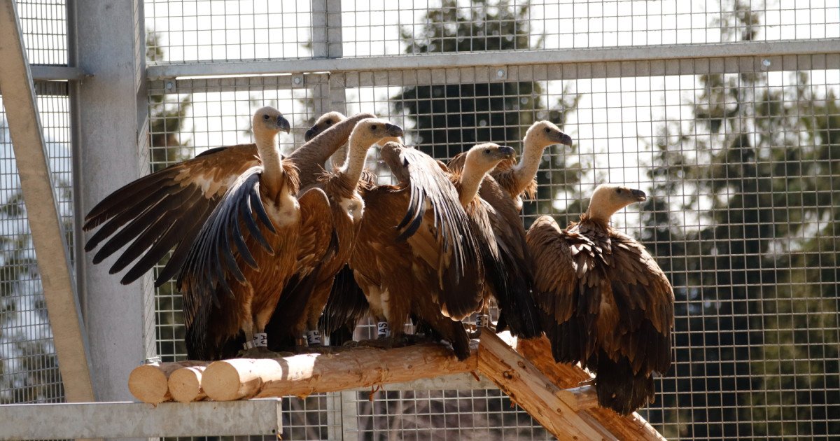 Vulturii suri, după 70 de ani, revin în România: 25 de exemplare în Făgăraș