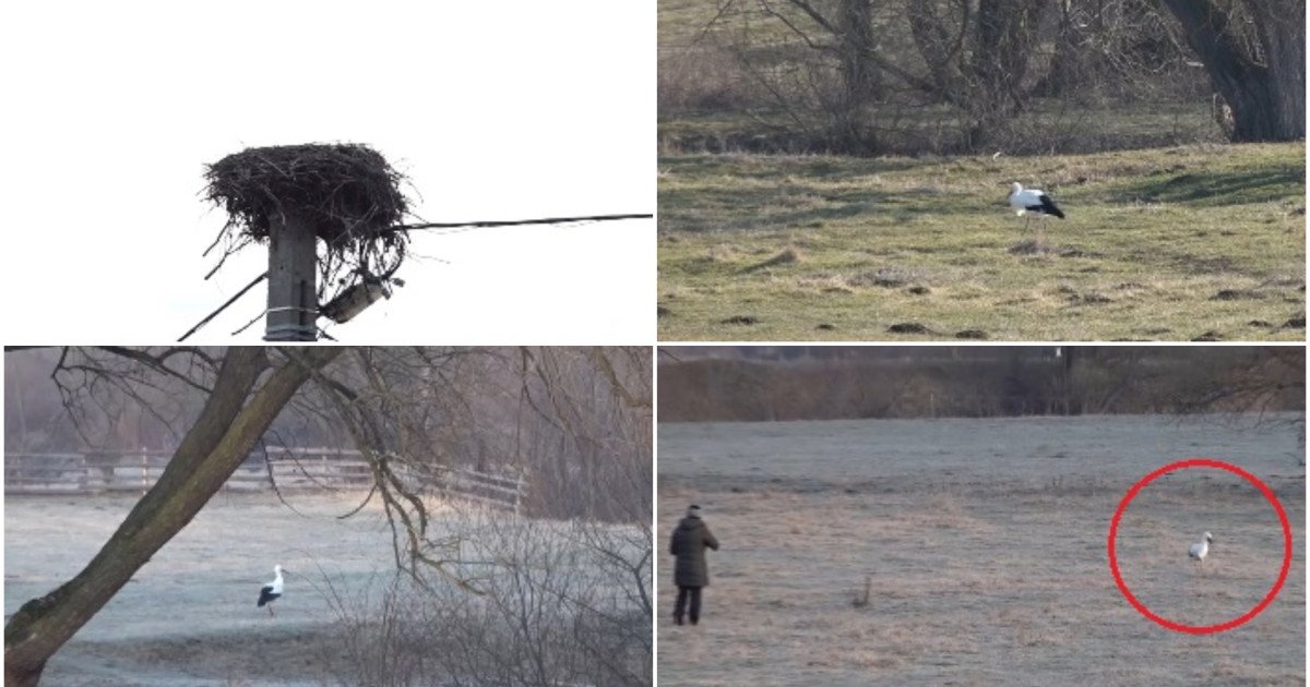 Gobi, barza adoptată de localnicii din Covasna: „Parcă am un copil”