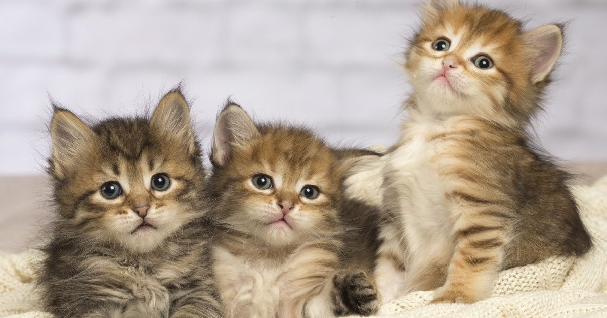 Pisicile, potențial indicii pentru tratarea cancerului la oameni