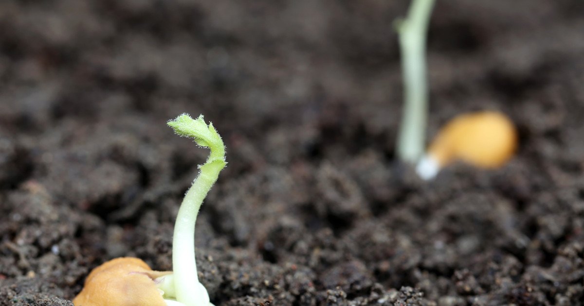 Astronauții vor mânca năut pe lună: Succes cu cultivarea în sol selenar