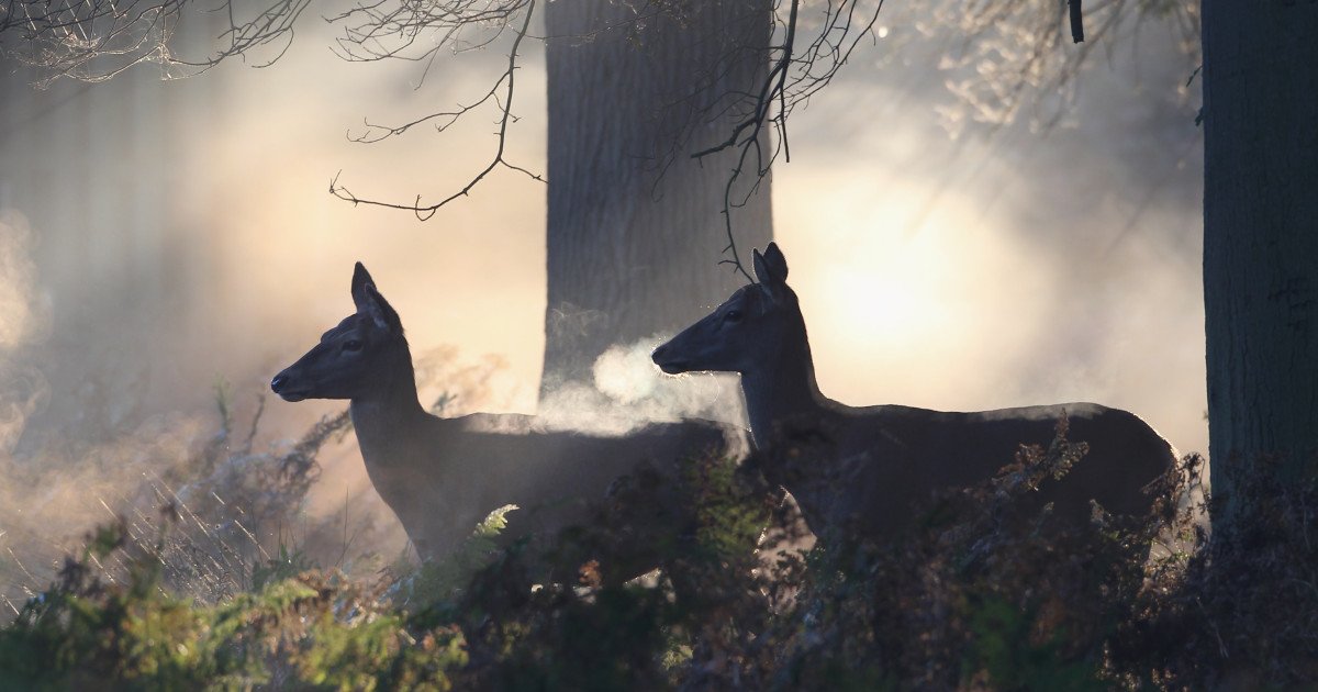 Căprioarele comunică prin semnale uv „strălucitoare” în pădure