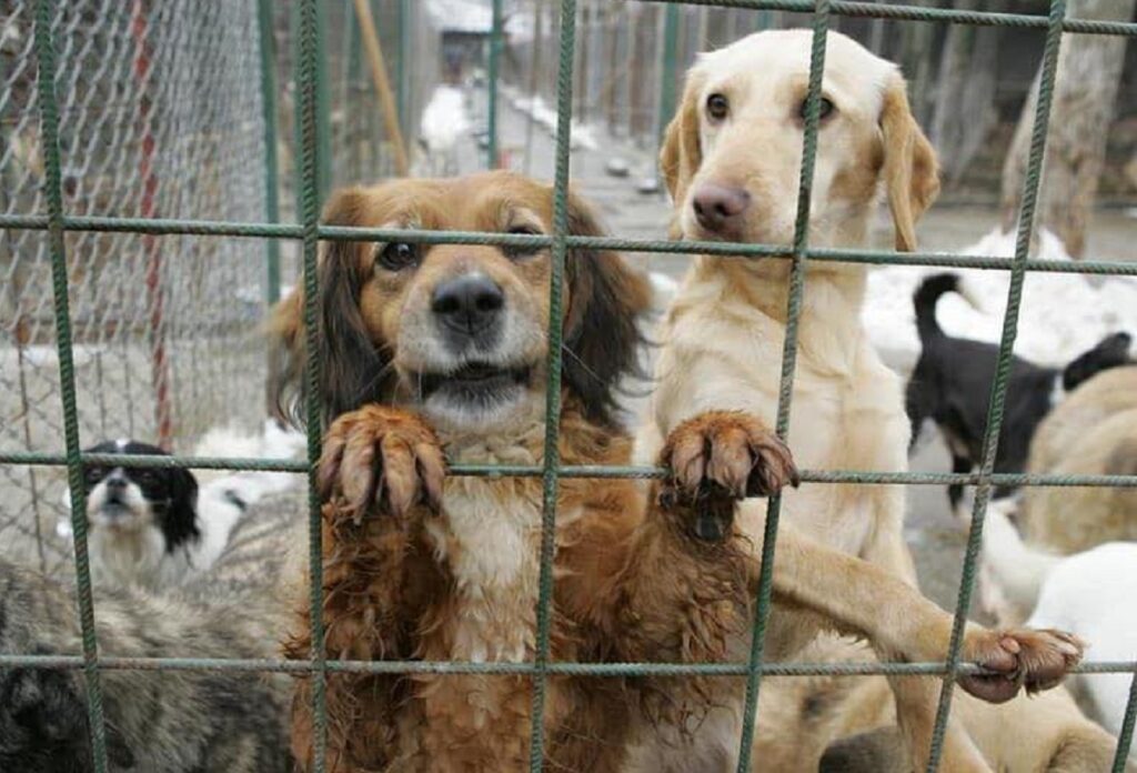 Percheziții la un adăpost din prahova: Dosar de eutanasieri ilegale