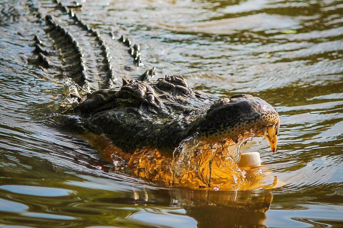 Poliția atrage atenția: Crocodilii, pericol „prezent peste tot”
