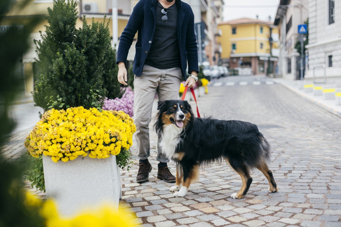 Amenzile pentru lipsa curățeniei după câini: Sume mari pe domeniul public