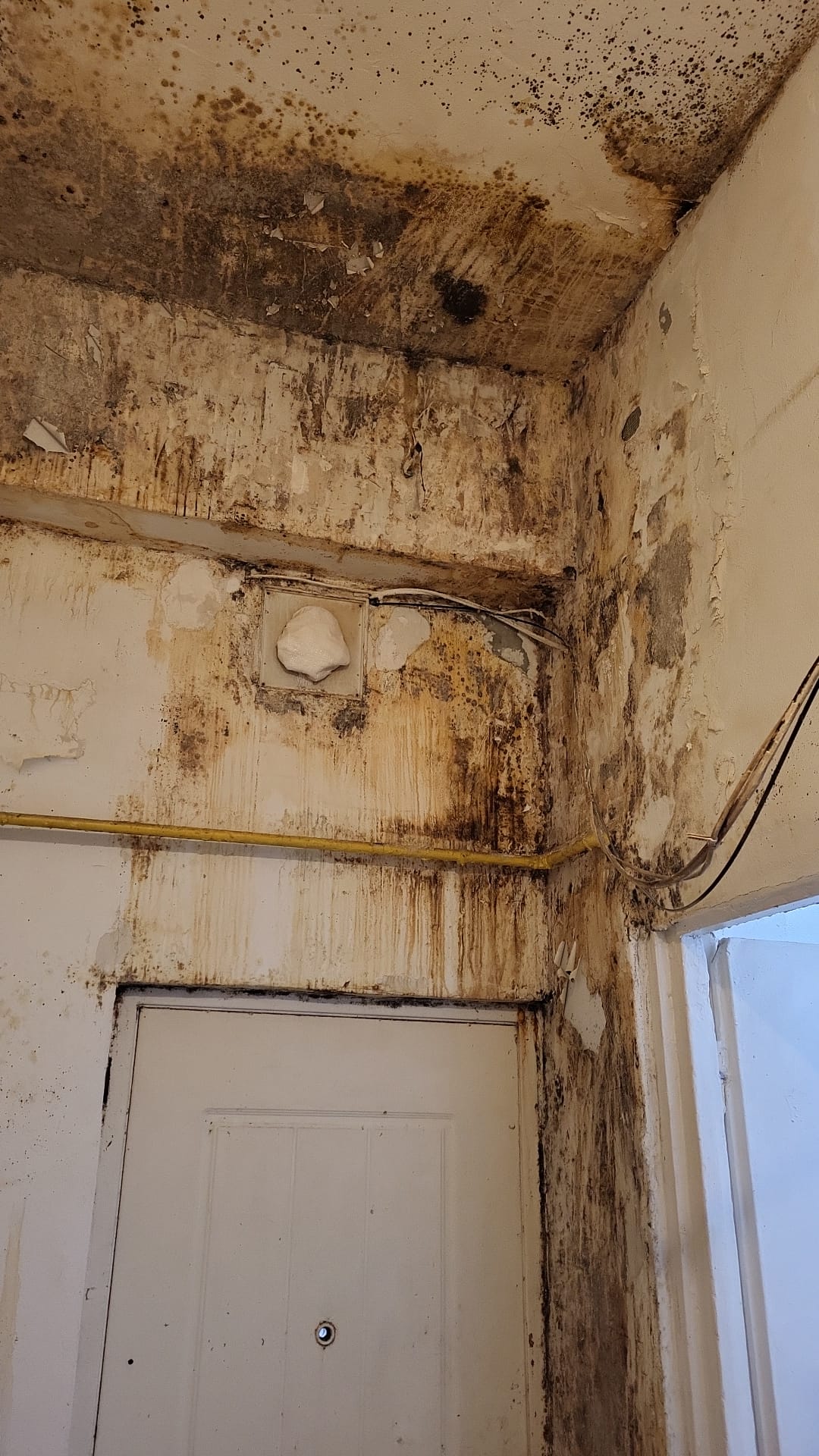 ANPC: Mizerie, mucegai și insecte în bucătăriile verificate, dezvăluiri