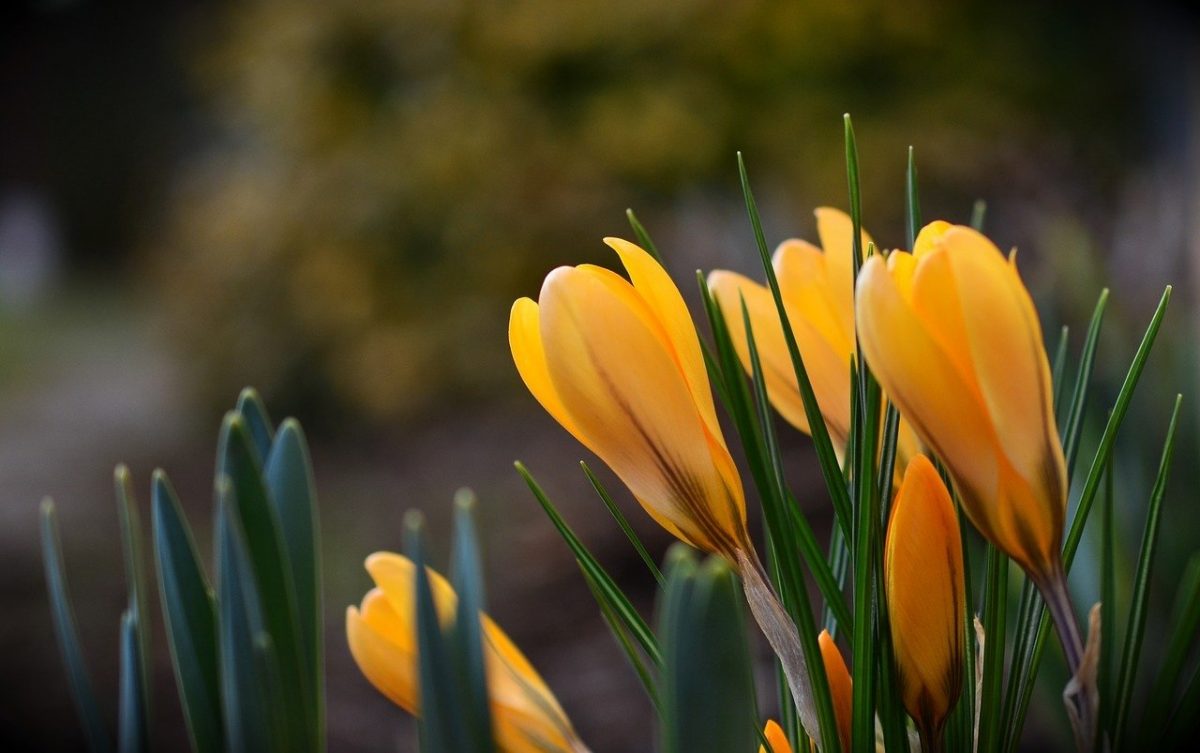 Vreme caldă, specifică primăverii, până la finalul lunii martie