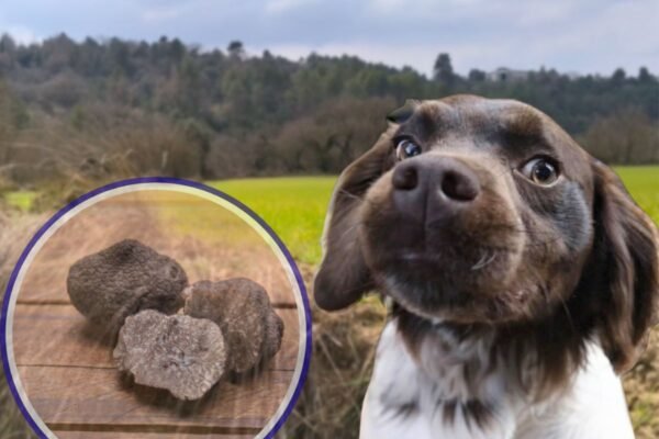 Cum decurge o vânătoare de trufe: Experiența din inima Italiei