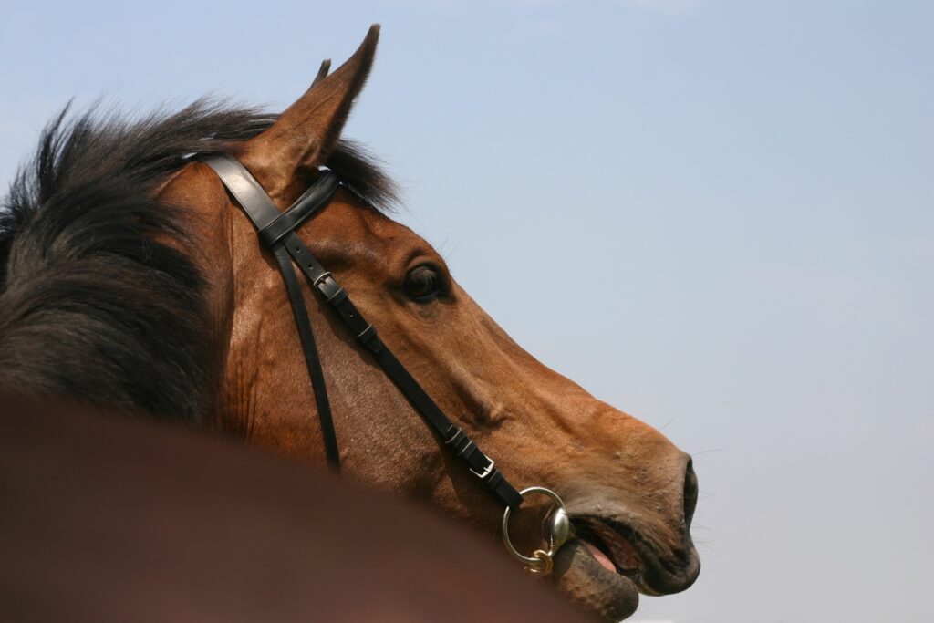 În turcia, cal de curse, servit drept carne într-o cantină gratuită