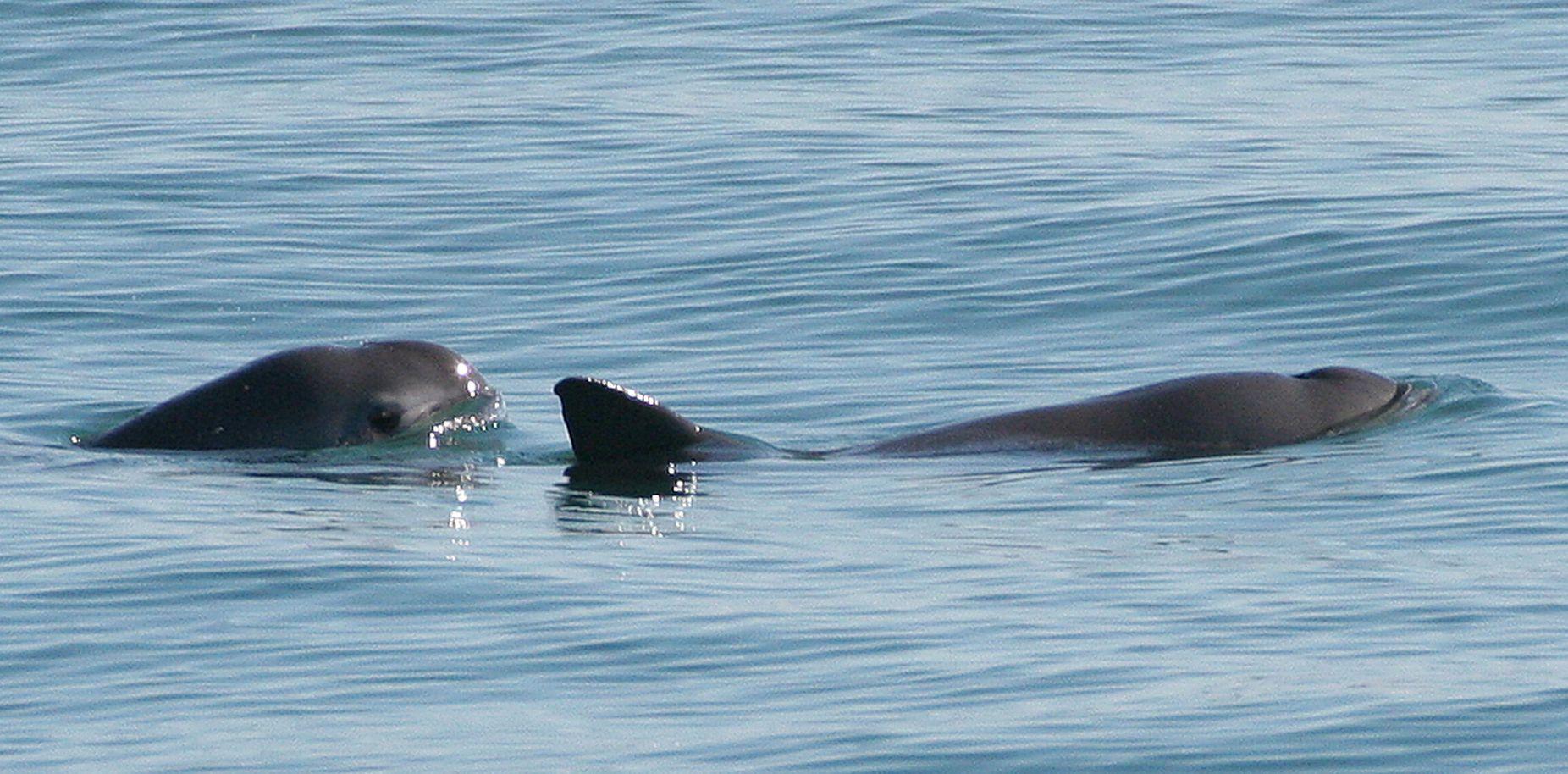 Test de cultură generală: Care este cel mai rar animal de pe glob?