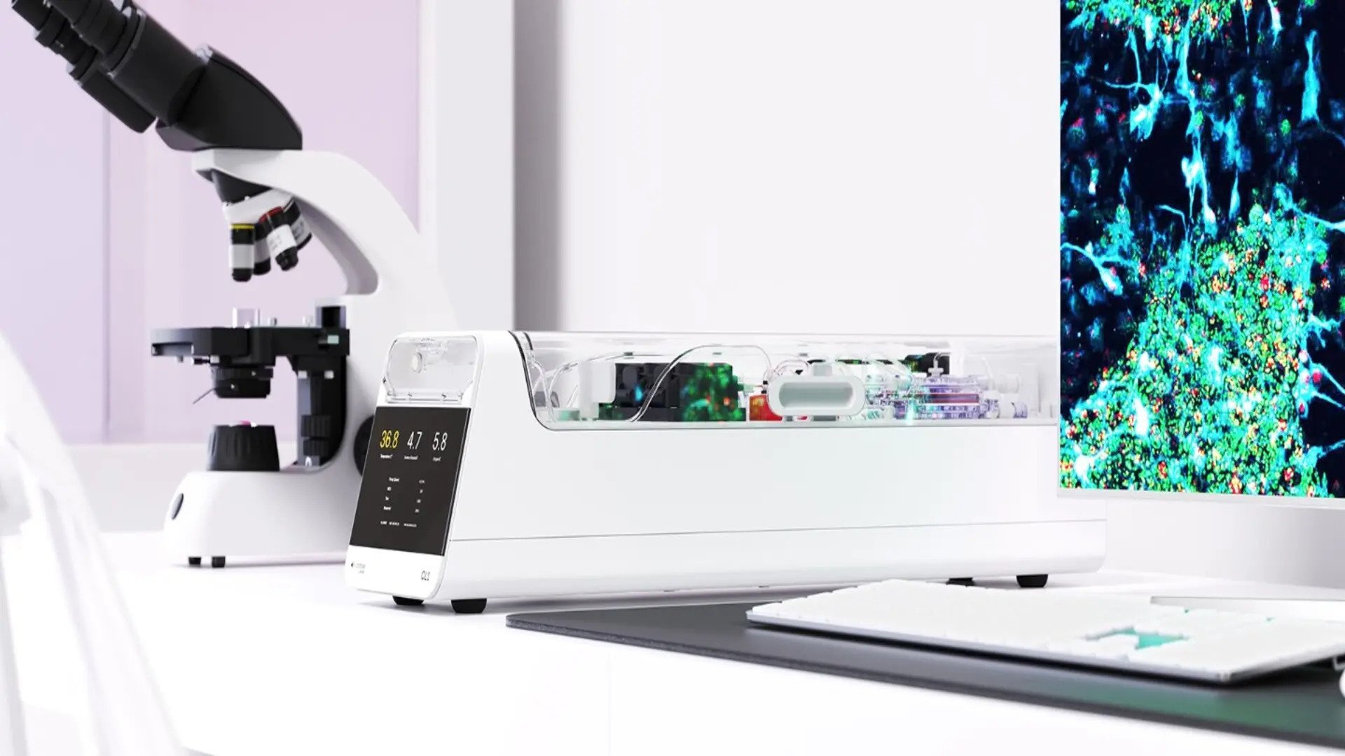 Celule cerebrale umane, pe un cip, învață jocuri video