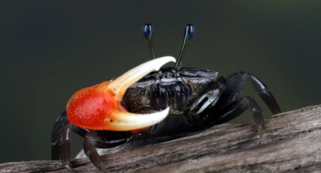 Crabii transformă microplasticele în nanoplastice, risc pentru ecosistem și oameni