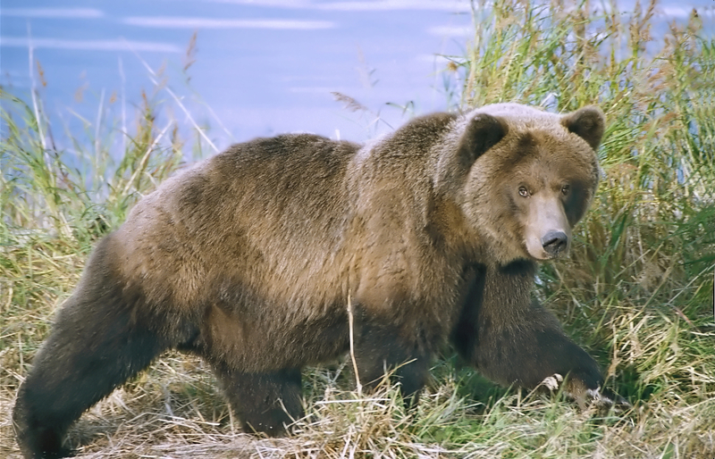 Elicopter smurd, intervenție în mureș: Bărbat atacat de urs, salvat din pădure