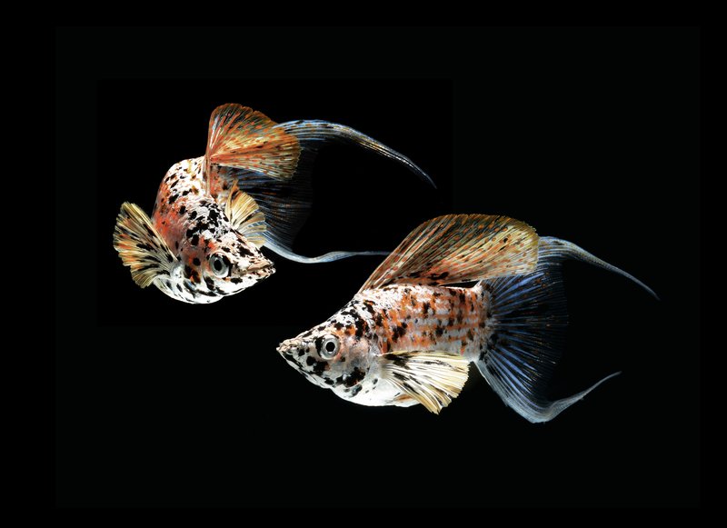 Misterul genetic al său, elucidat: Cercetătorii au descifrat compoziția