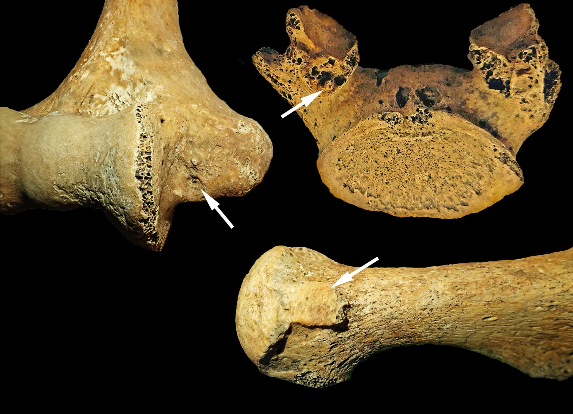 O femeie din epoca de piatră, înmormântată ca bărbații: Care a fost cauza?