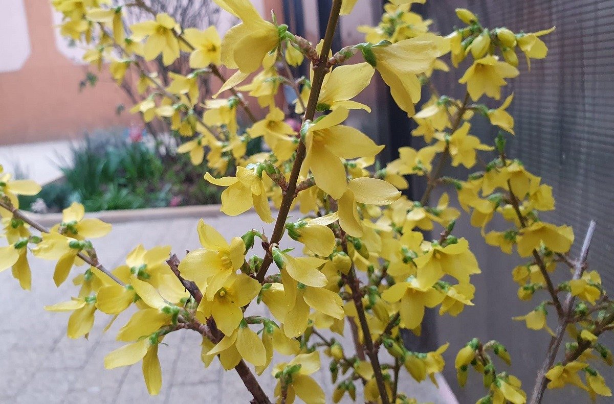 Vine primăvara: Temperaturi peste normal în prima jumătate din martie, anunță meteorologii